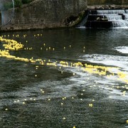 The ducks make their way downstream towards the finish line.