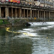 The field of ducks has successfully negotiated the weir and race towards the finish line.